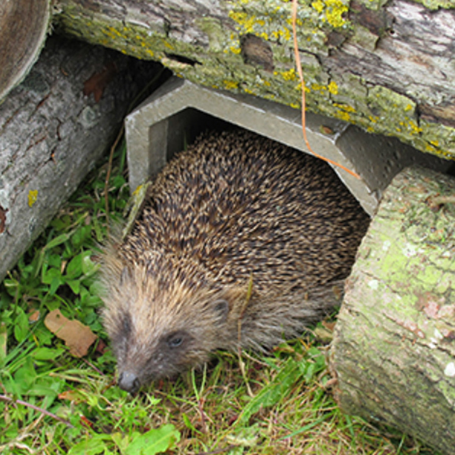 A importância da
passagem de fauna