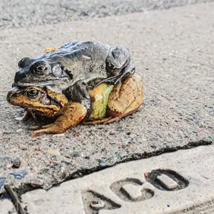Banner-aco-passagem-de-fauna-wildlife-ecoduto